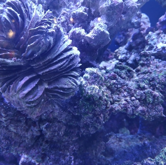 Fishtank/Aquarium - Picture 1 of 6